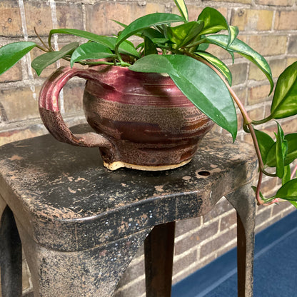 Hoya - Variegated