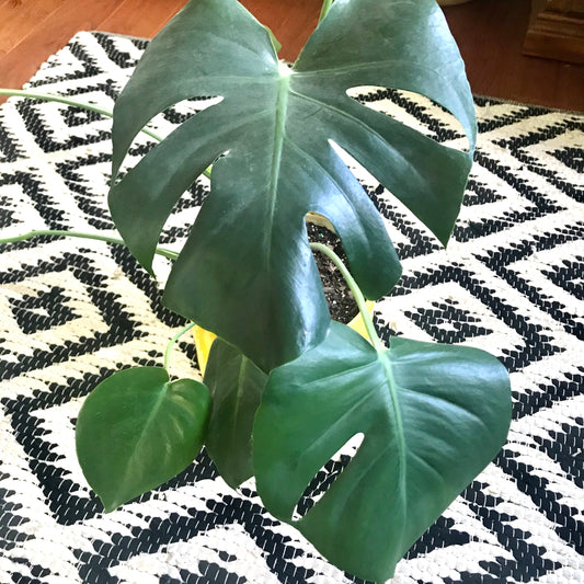 Monstera