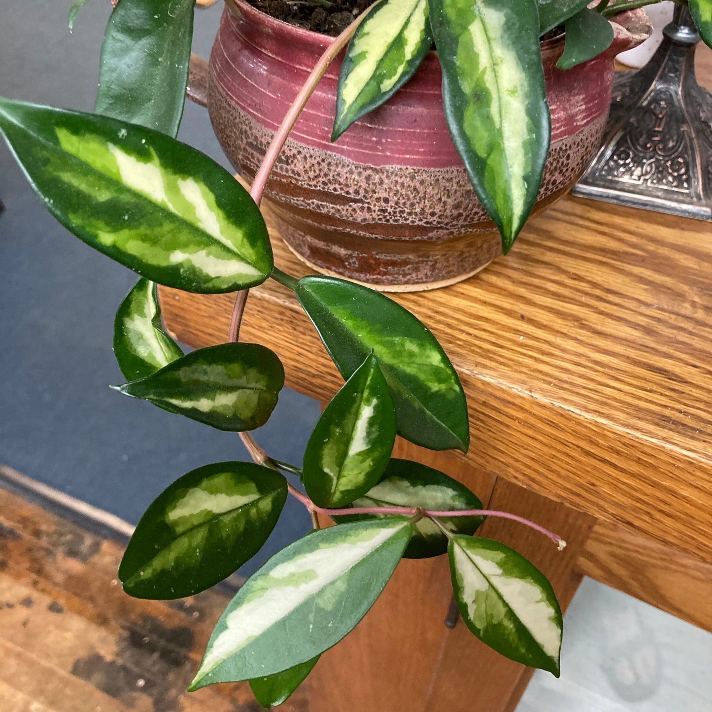 Hoya - Variegated