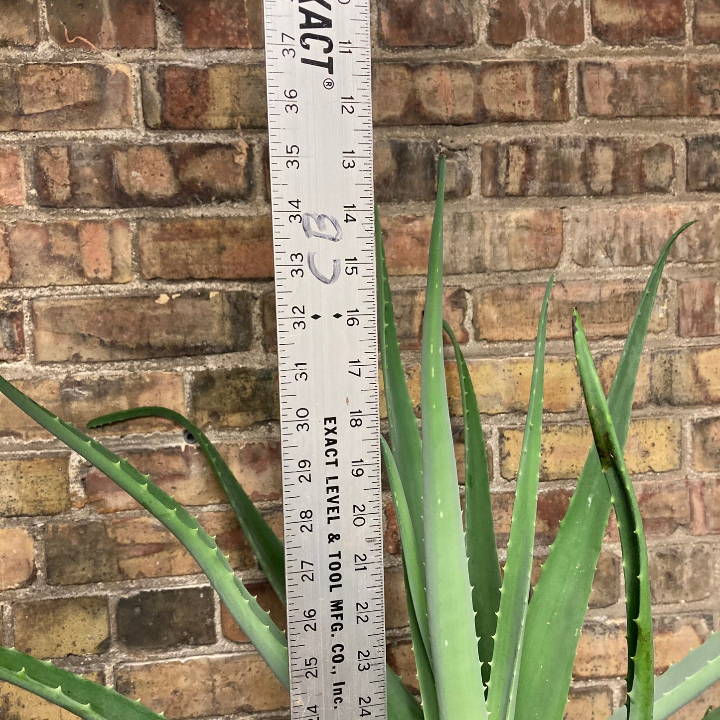 Ginormous Aloe