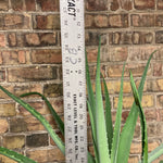 Load image into Gallery viewer, Ginormous Aloe
