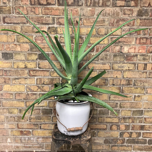 Ginormous Aloe